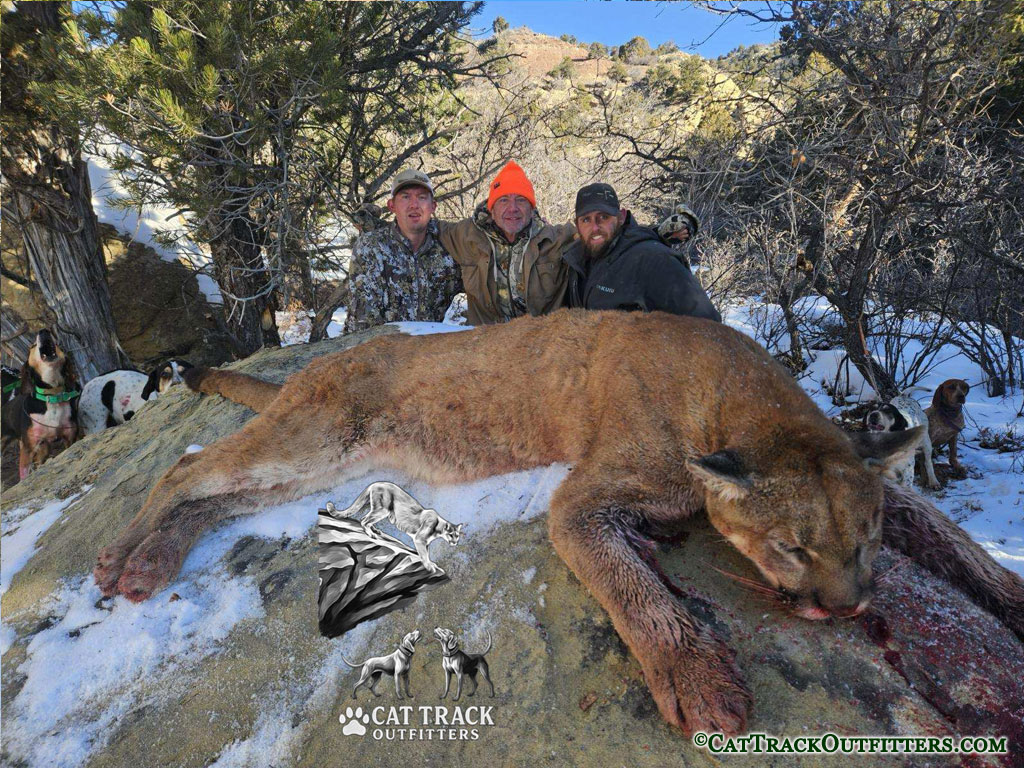 Mountain Lion hunt in Colorado
