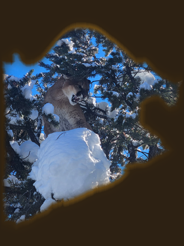 Mountain Lion Hunting in Colorado