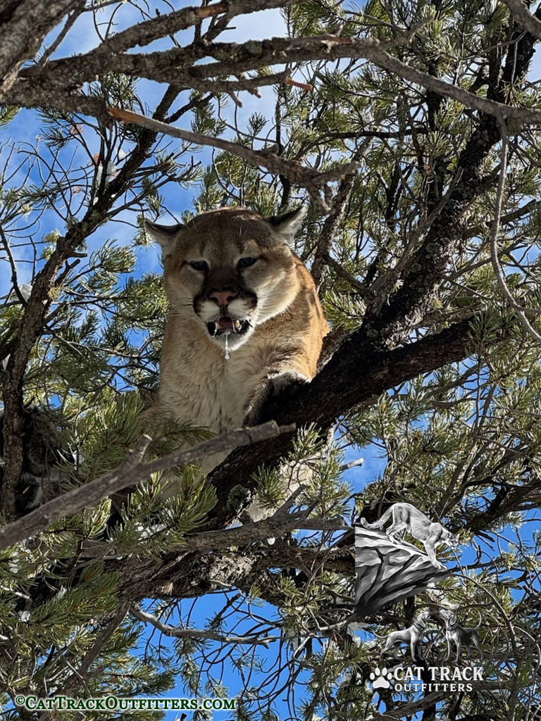 Mountain Lion Hunting in Colorado