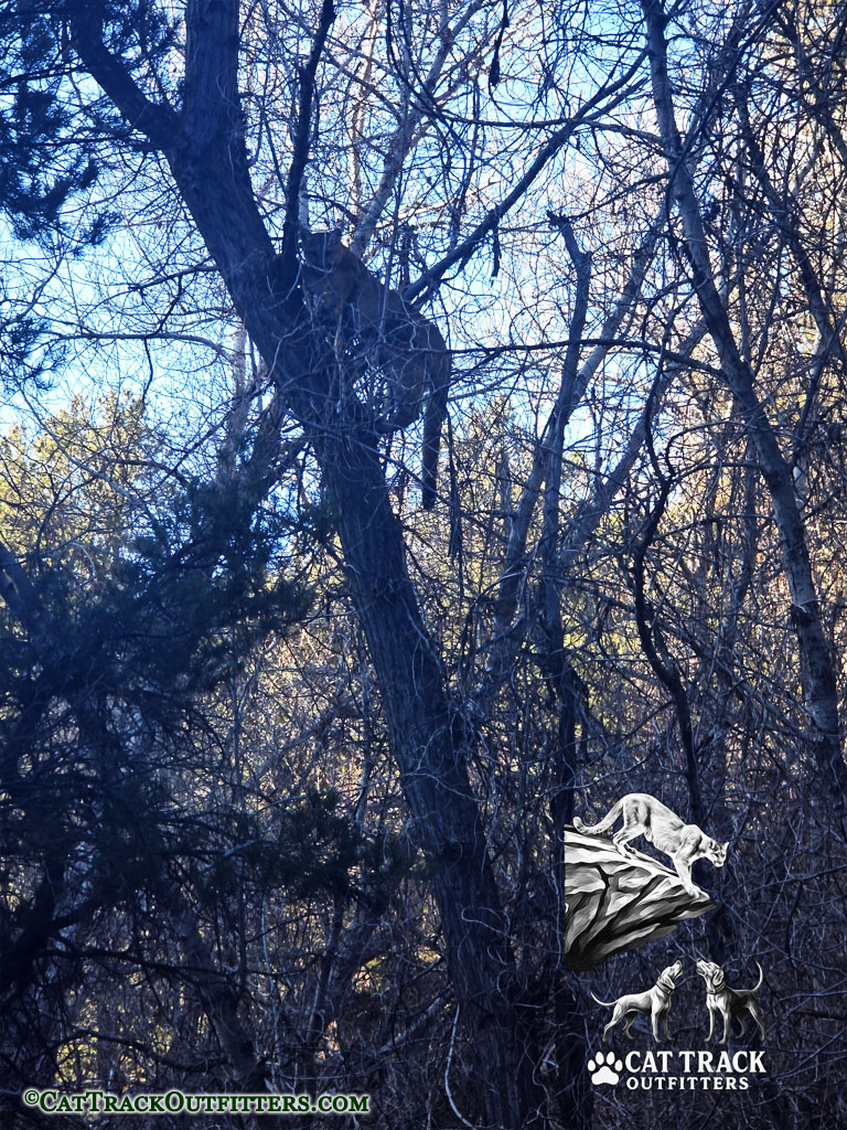Colorado Mountain Lion Hunts with Cat Track Outfitters