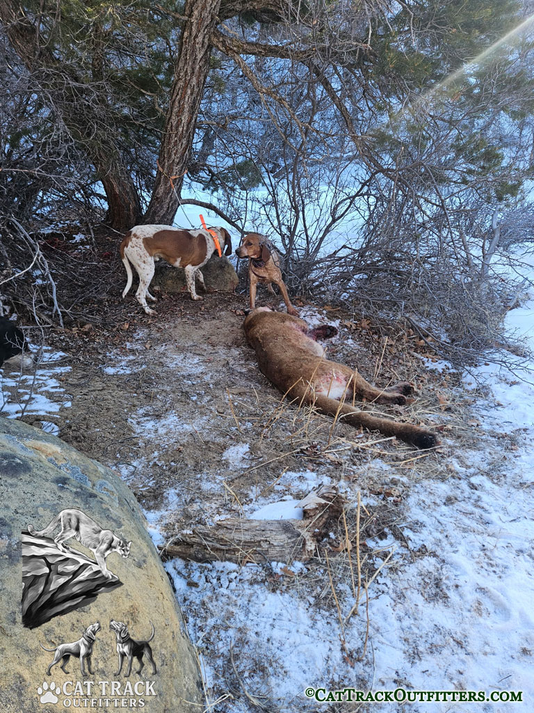 Mountain Lion Hunting in Colorado