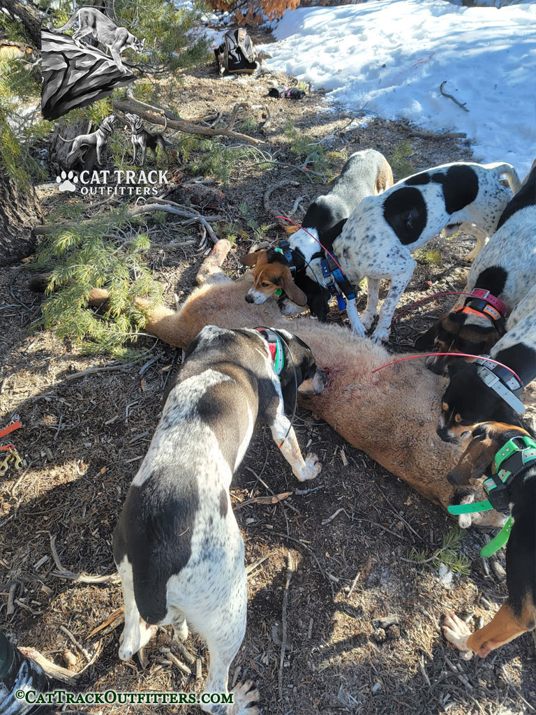 Mountain Lion Treed in Western Colorado