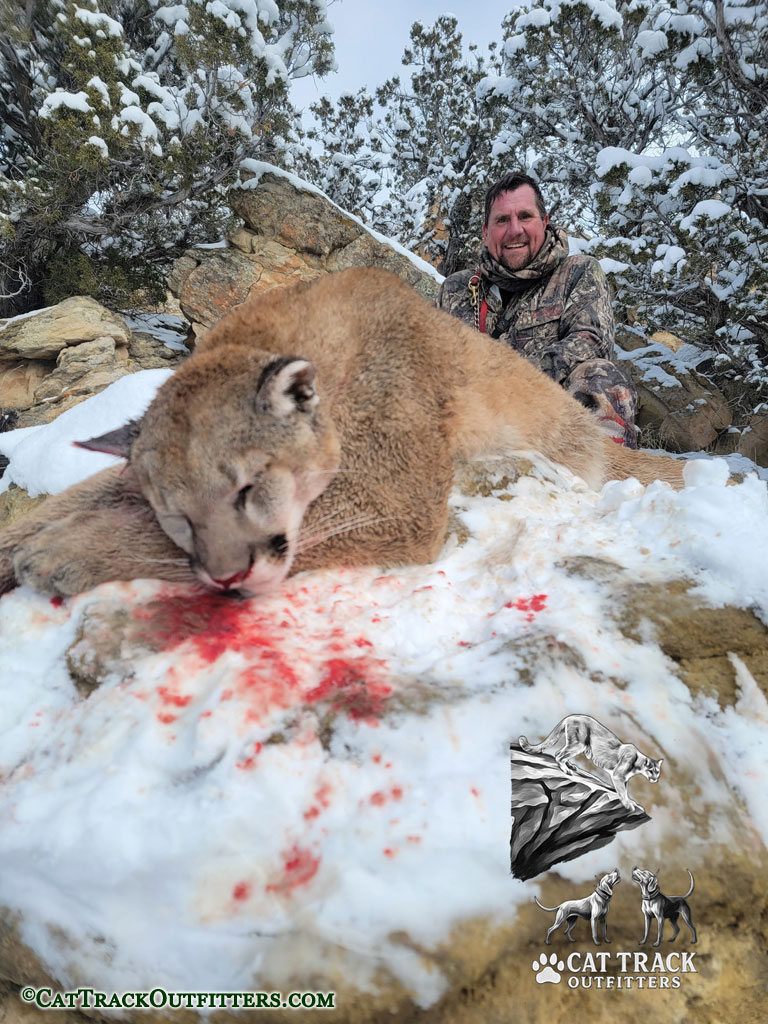 Successful Mountain Lion Hunt in Colorado