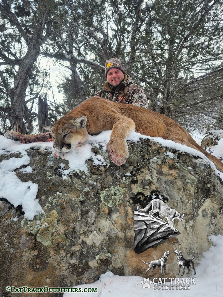 Mountain Lion Hunting in Colorado