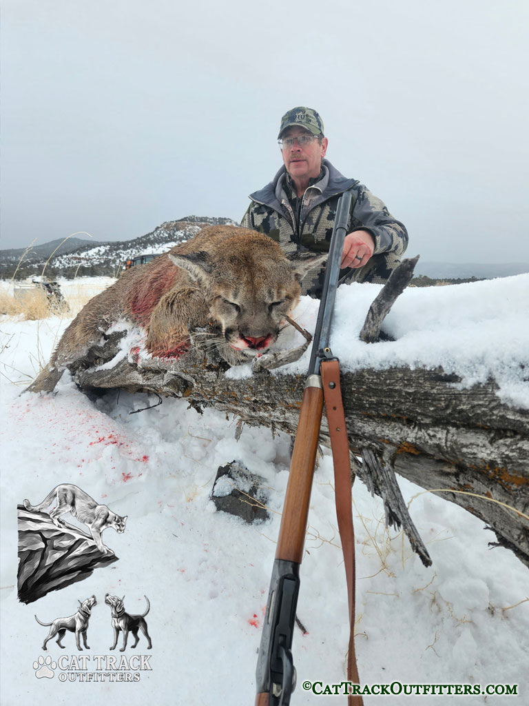 Mountain Lion Treed in Western Colorado