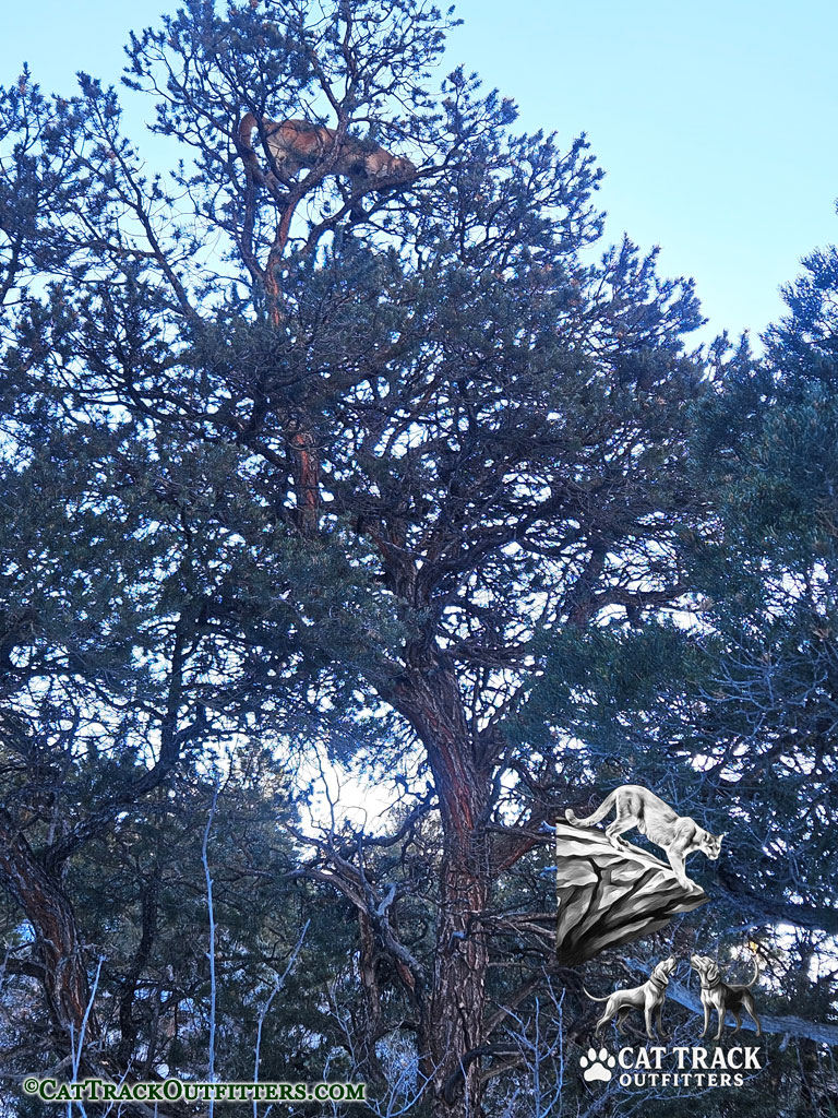 Colorado Mountain Lion Hunts with Cat Track Outfitters